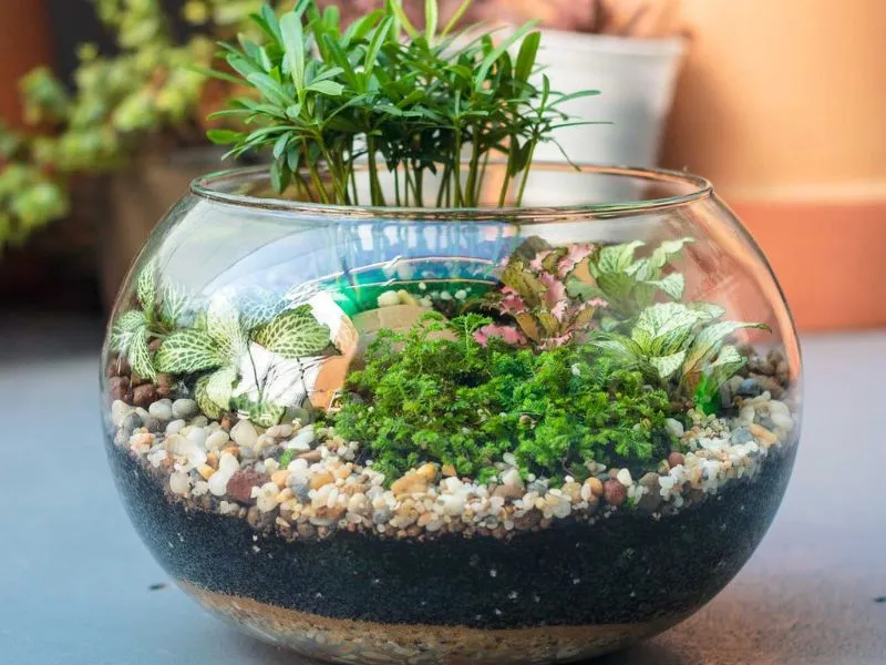 chậu tiểu cảnh mini