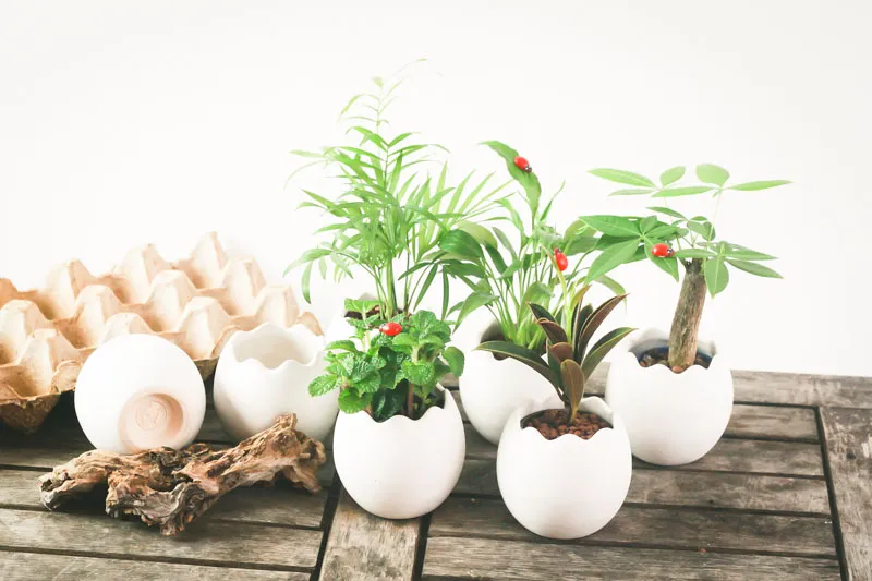 chậu tiểu cảnh mini