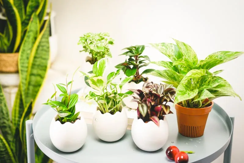 chậu tiểu cảnh mini