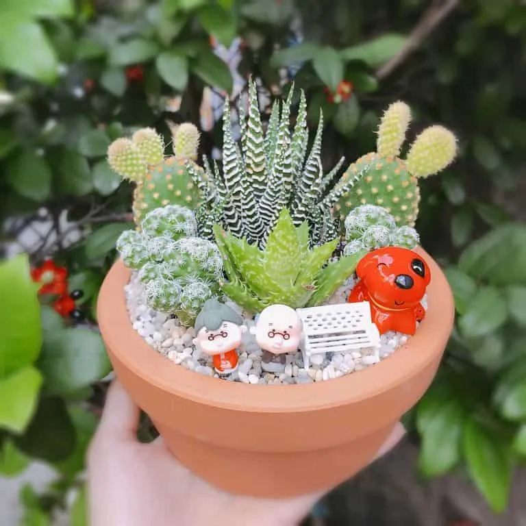 chậu tiểu cảnh mini