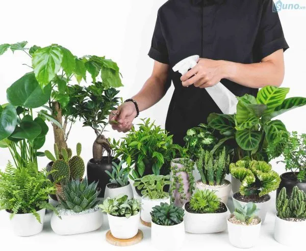 chậu tiểu cảnh mini