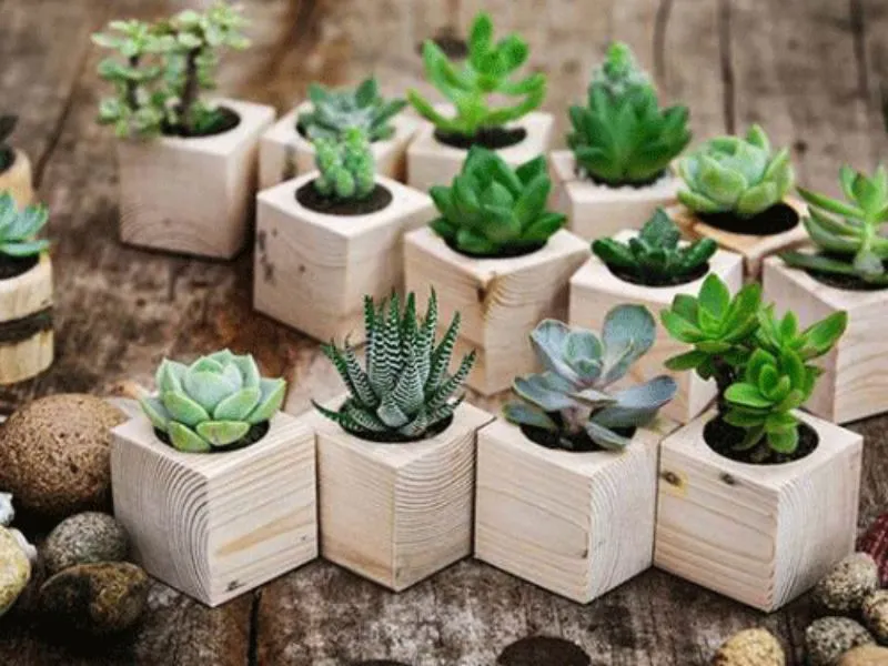 chậu tiểu cảnh mini