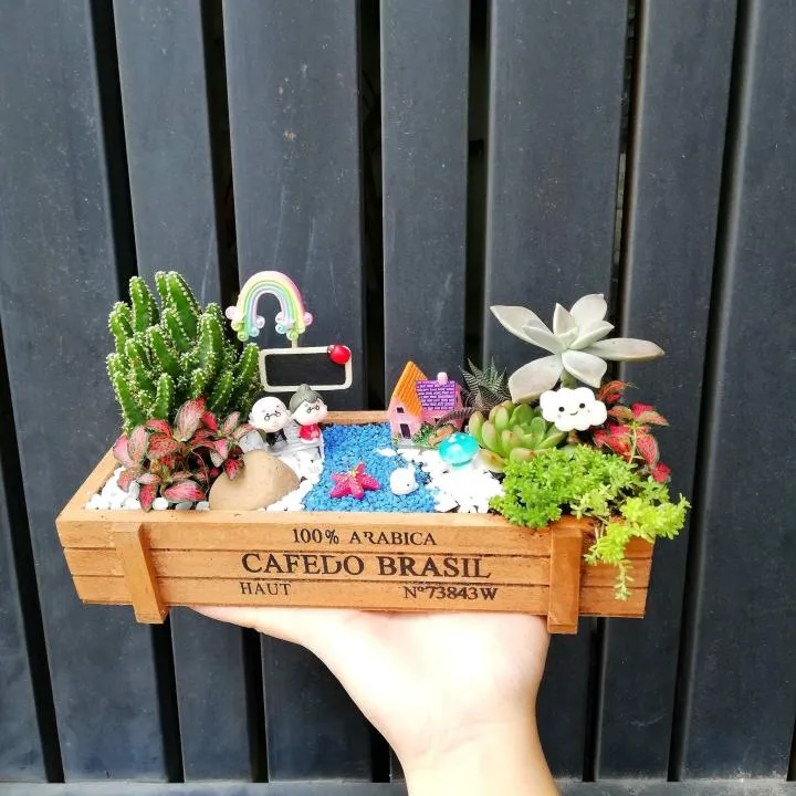 chậu tiểu cảnh mini