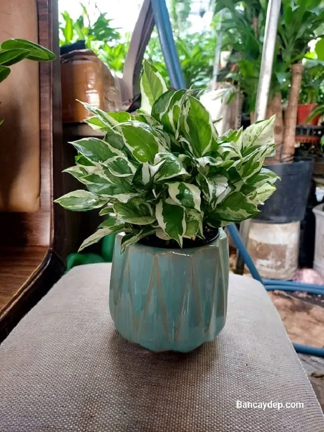 Cây Vạn Niên Thanh với lá có đốm màu độc đáo