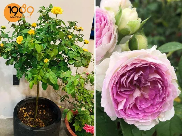 Sự kết hợp hoàn chỉnh giữa chậu và cây tạo nên sức sống cho không gian xanh