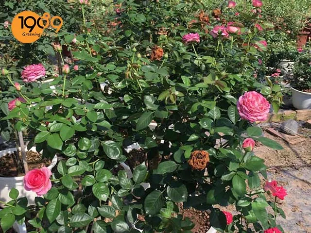 Ánh sáng mặt trời ảnh hưởng trực tiếp đến việc lựa chọn vị trí đặt chậu