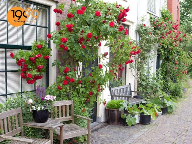 Kỹ thuật chọn chậu đóng vai trò then chốt giúp hoa hồng phát triển bền vững