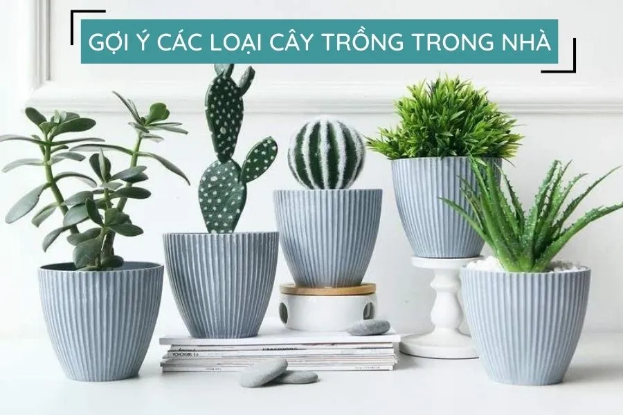 Chậu Monrovia mini thích hợp trồng xương rồng