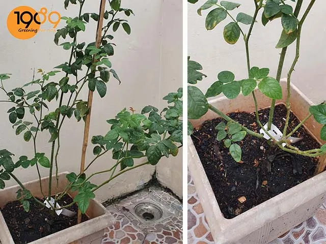 Chậu xi măng vuông thường được ưu tiên cho các giống hồng có tán rộng