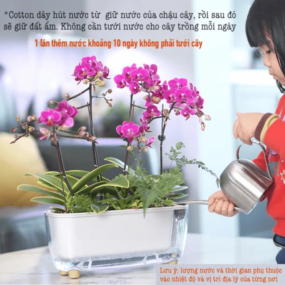 Cấu tạo hai lớp tách biệt giúp cây luôn thoáng gốc