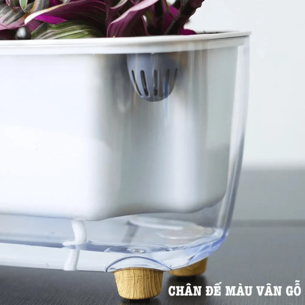 Bộ sưu tập các dòng chậu tự dưỡng đa hình dạng