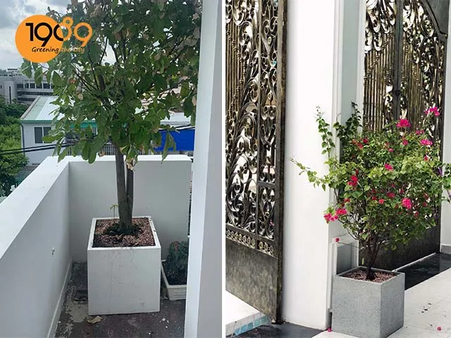 chậu xi măng đá mài vuông xám và đen 1989