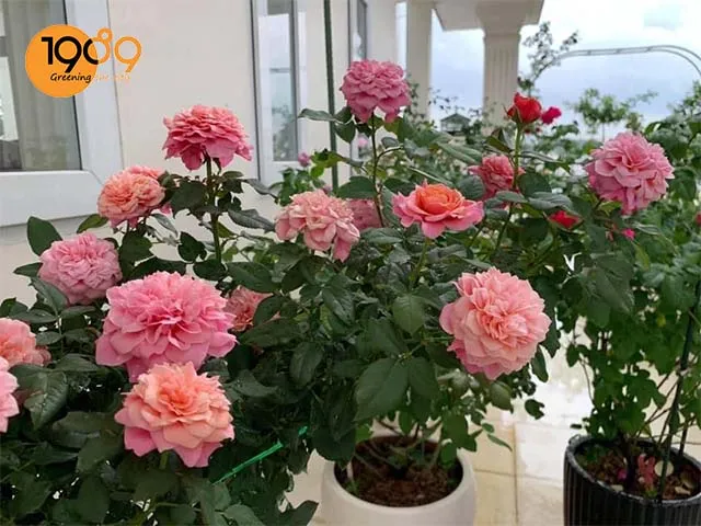 Chậu xi măng đá mài màu trắng giúp tôn vinh vẻ đẹp sang trọng của hoa hồng