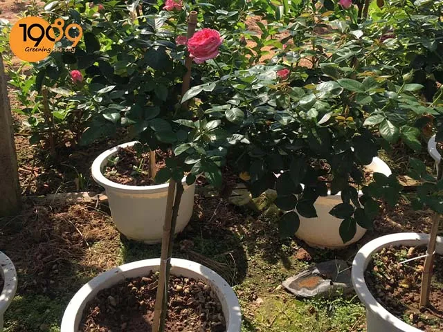 Các mẫu chậu xi măng hiện đại đang là xu hướng trang trí ngoại thất năm 2026