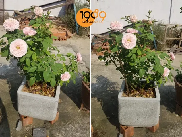 Quy trình thay chậu cần sự khéo léo để bảo vệ hệ rễ cám non nớt