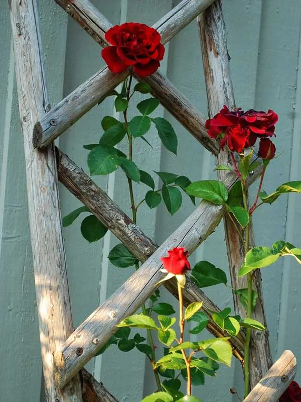 Che Chan Cho Hoa Hong