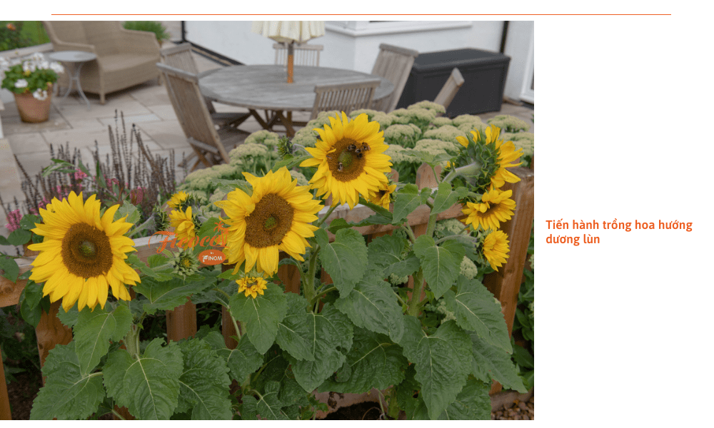 cach-trong-hoa-huong-duong-lun