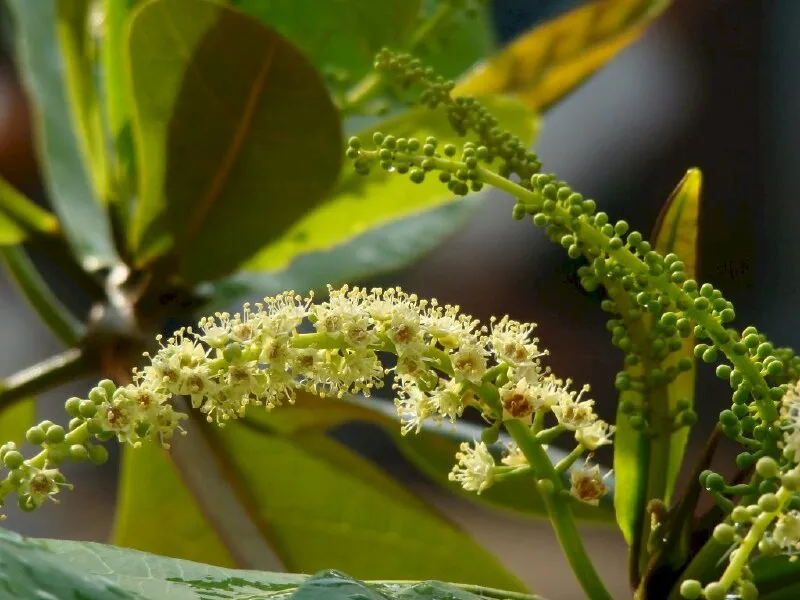 Cảnh quan cây bàng Đài Loan xanh mát che bóng sân trường