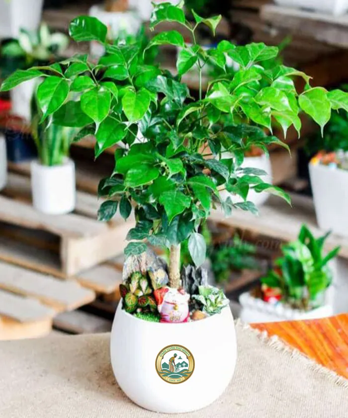 Cho thuê cây hạnh phúc