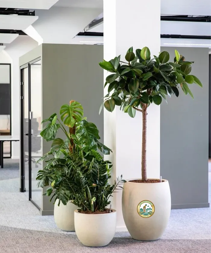 cho thuê cây văn phòng tại hà nội