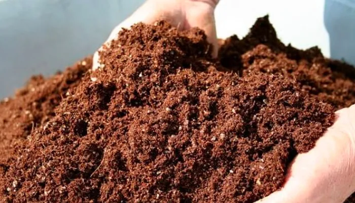 Người nông dân bốc kiểm tra độ tơi xốp của nền đất bazan phối trộn mùn cưa