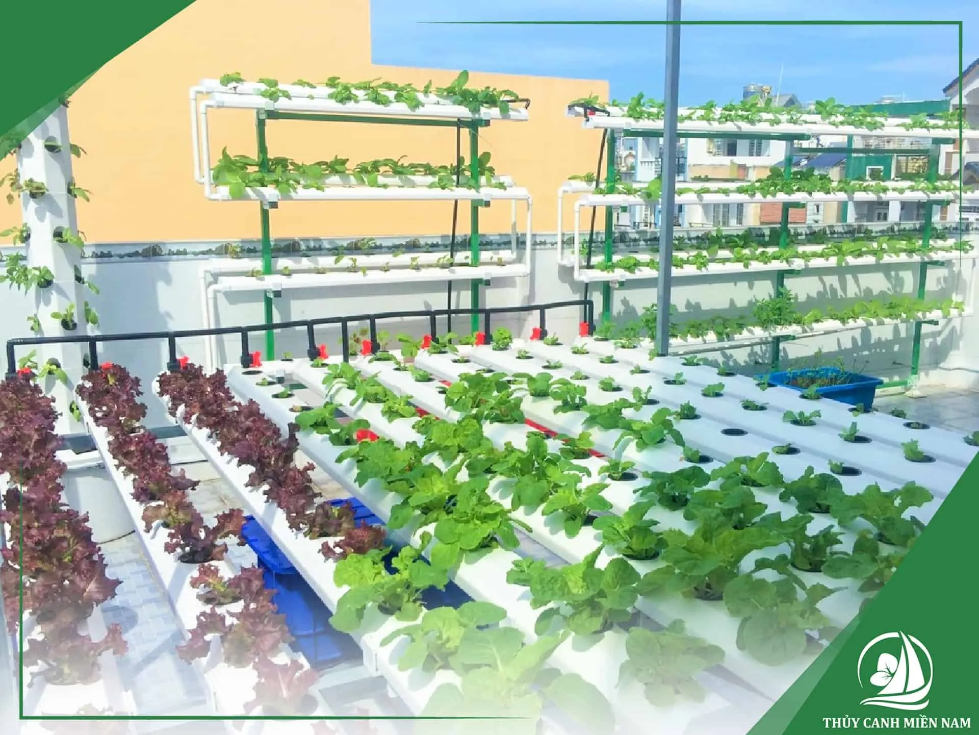 Giàn thủy canh chữ A trên sân thượng đầy nắng năm 2026