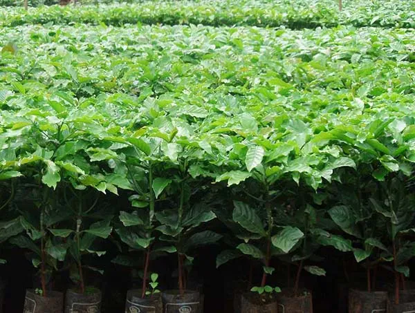 Cây cà phê con trong bầu ươm tại vườn giống chuyên nghiệp