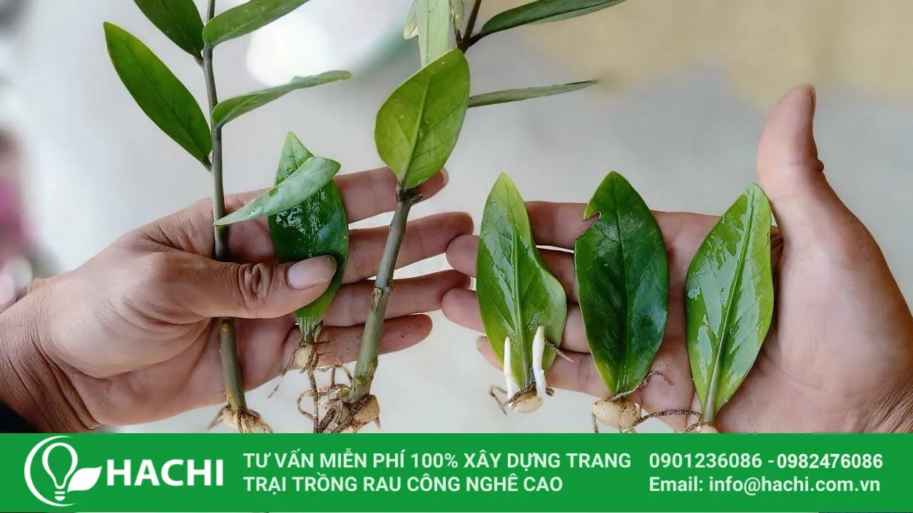 Giống cây kim tiền trồng thủy canh