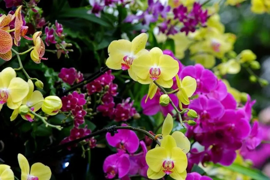 Chọn giống hoa lan khỏe mạnh để trồng trong chậu