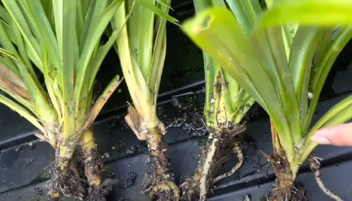 Chọn giống phù hợp để trồng cây lá dứa