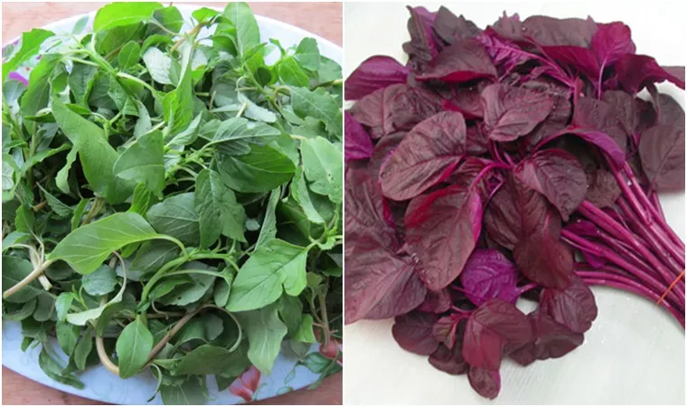 Chọn mua và lưu ý khi ăn rau ngót, rau mồng tơi, rau dền