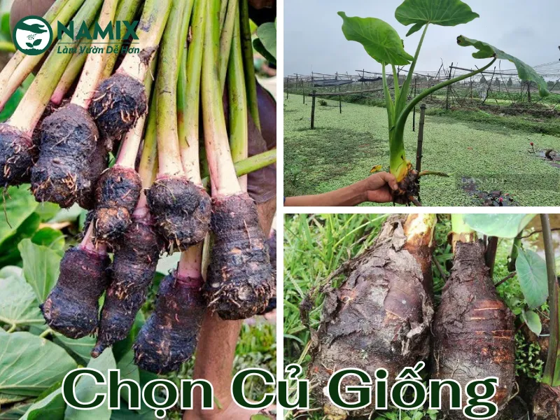 CHON_KHOAI_MON_GIONG