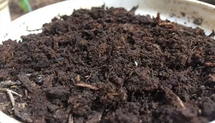 Chuẩn bị đất để trồng cây lá dứa