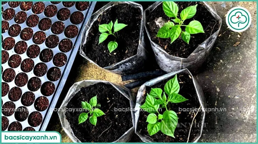Giá thể ươm hạt ớt đã được xử lý bằng Trichoderma, màu nâu đồng nhất