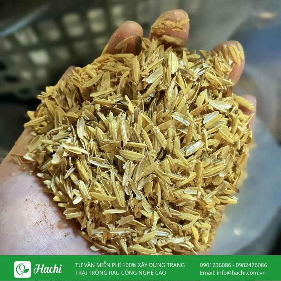 Trấu tươi là nguyên liệu chính để hun trấu làm giá thể