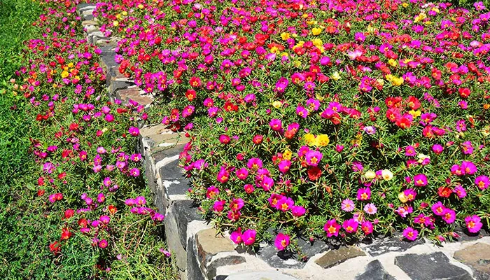 Chuẩn bị đất trồng và hạt khi trồng hoa mười giờ