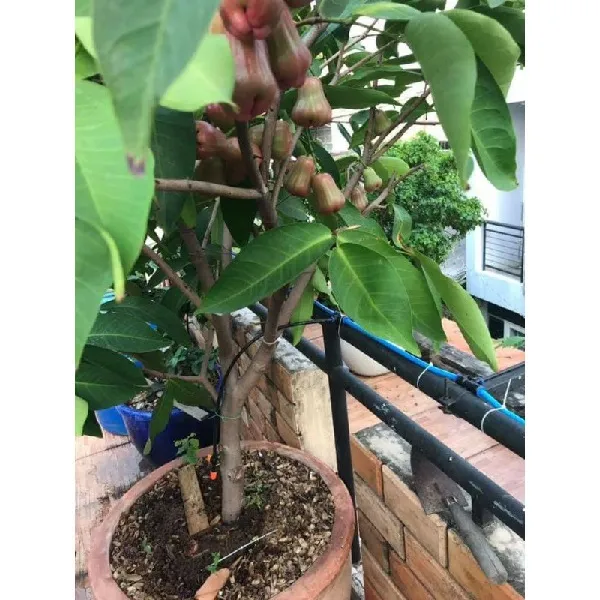 Chuẩn bị trồng mận trong chậu