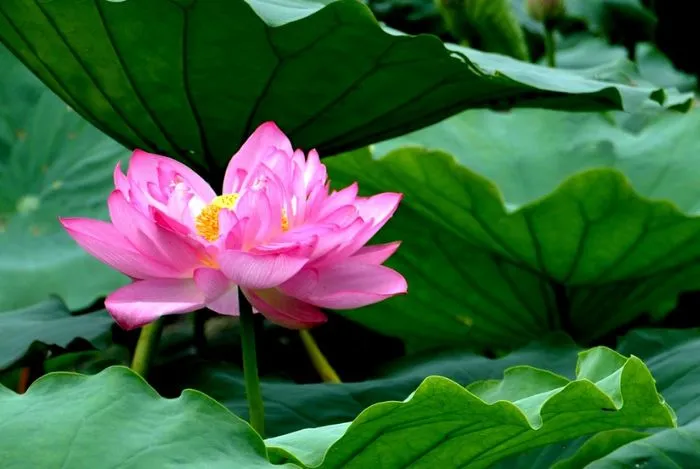 Chuẩn bị về cách trồng và chăm sóc hoa sen