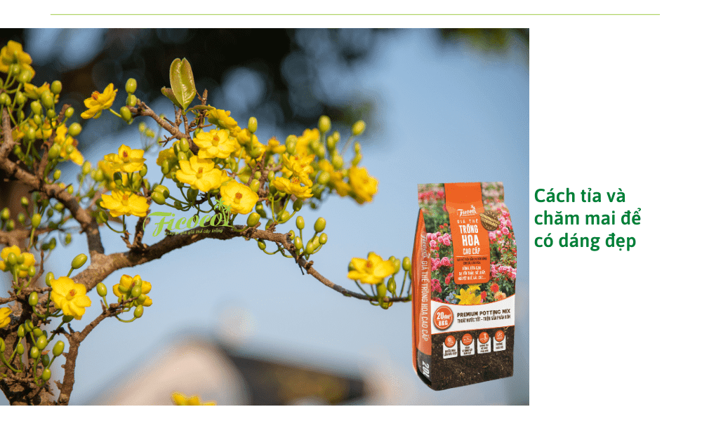 cham-soc-mai-trong-thang-3-den-thang-4