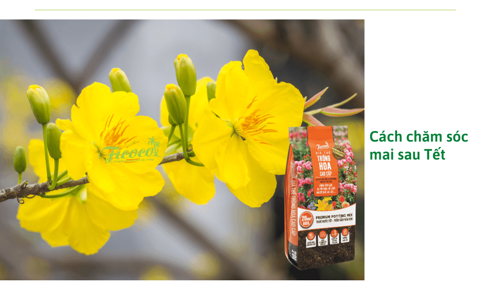 cham-soc-cay-mai-tu-thang-11-den-thang-12