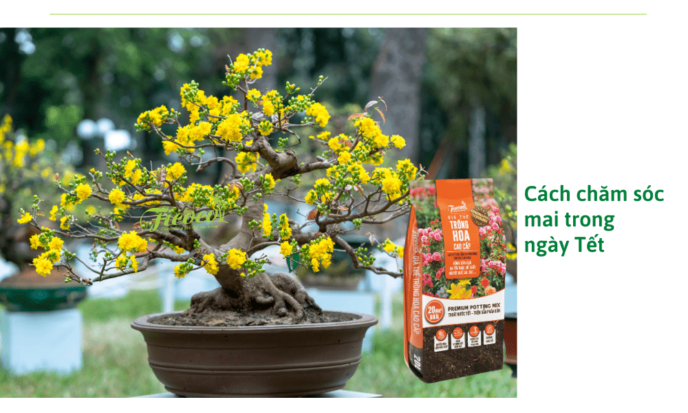 tia-canh-thua-cho-mai