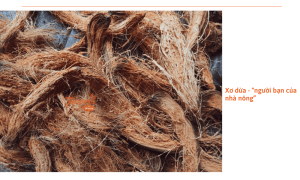 Chuyên gia Ficoco hướng dẫn cách xử lý xơ dừa làm giá thể cho cây