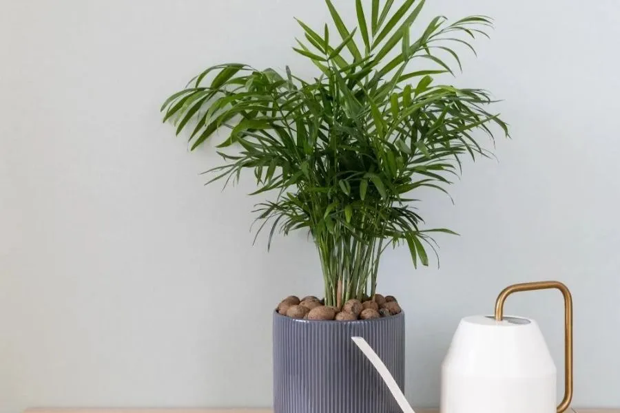 Cây Cọ trong phòng tắm