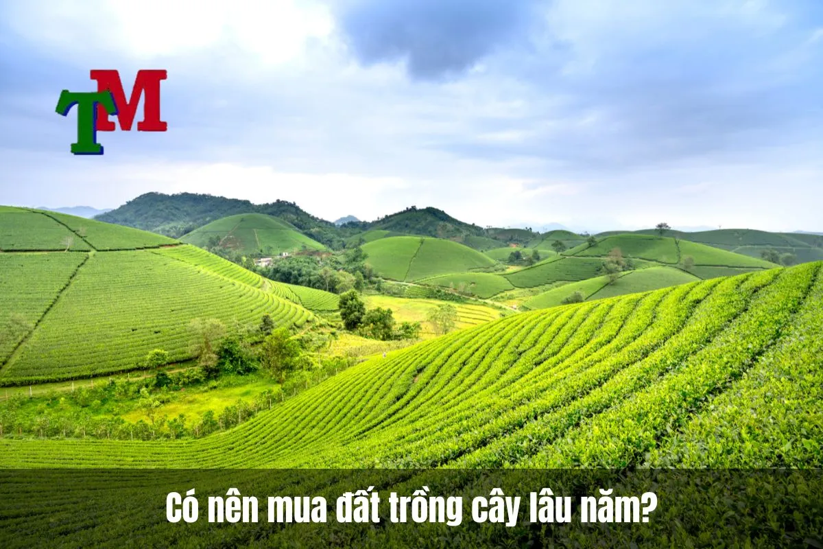 Có nên mua đất trồng cây lâu năm không?