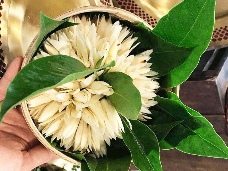 Có Nên Trồng Cây Hoa Ngọc Lan Trước Nhà? Ý Nghĩa Phong Thủy Và Cách Chăm Sóc