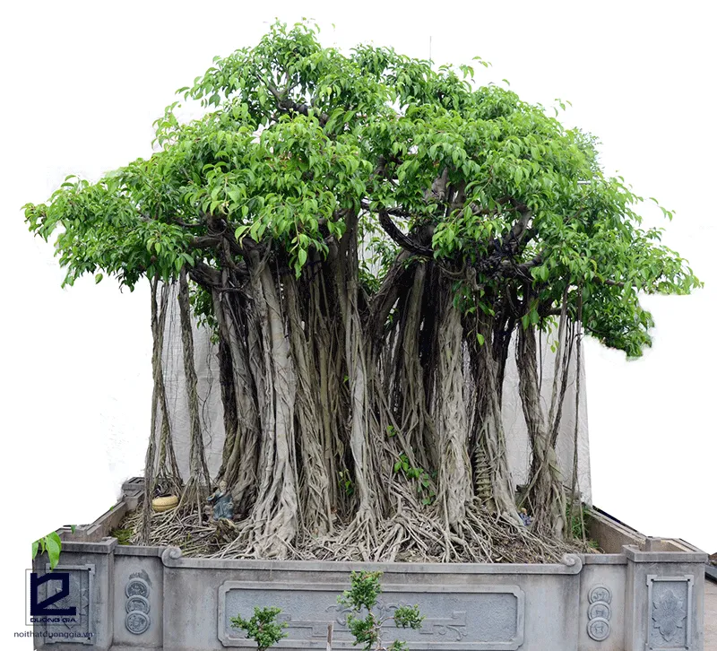 Cây si trưởng thành với hệ rễ phụ đặc trưng, tạo thân phụ vững chắc nhưng cần không gian rộng để phát triển