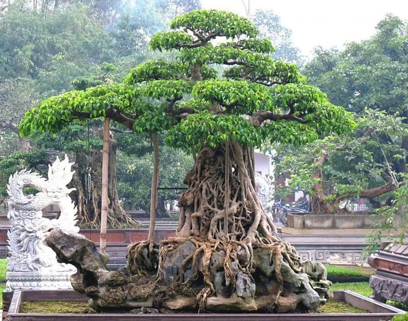 Cây si bonsai nhỏ gọn phù hợp trồng trước nhà, kết hợp với cây khác để cân bằng năng lượng