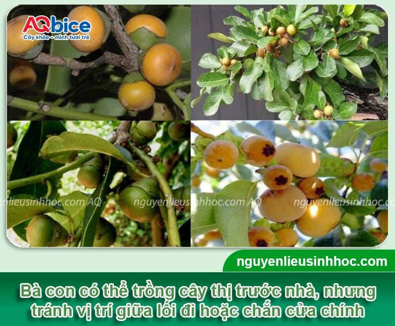 Trồng Cây Thị Trước Nhà: Ý Nghĩa Phong Thủy Và Lưu Ý Quan Trọng