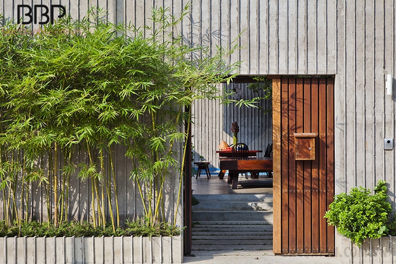 Trồng Cây Trúc Trước Nhà Có Tốt Không: Ý Nghĩa Phong Thủy & Lưu Ý Chăm Sóc