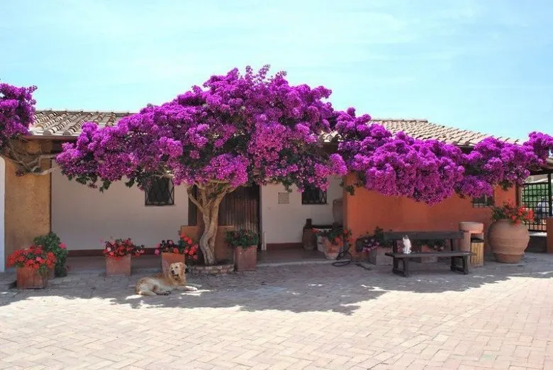 Hoa giấy trước cửa nhà với nhiều màu sắc rực rỡ